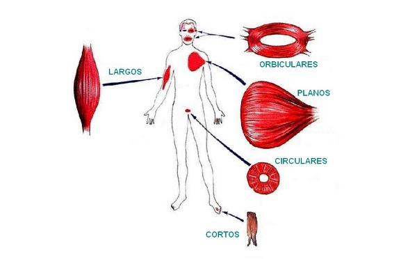 Clasificación del sistema muscular según su forma