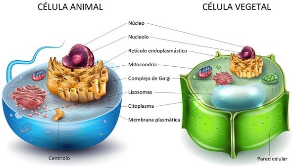 Diferencias entre la célula animal y la célula vegetal