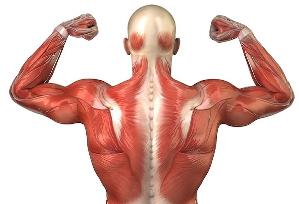 Funciones de los músculos