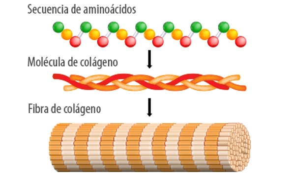 estructura del colágeno