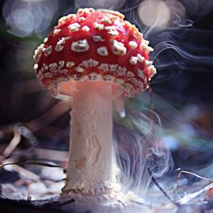 Caracteristicas reino fungi 