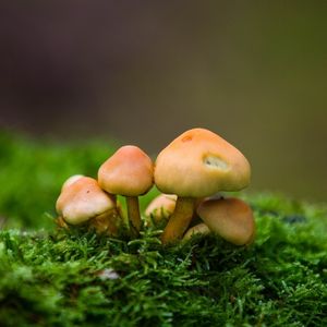 Diferencia entre hongos y plantas 