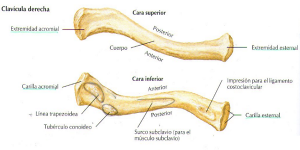 Partes de la clavícula