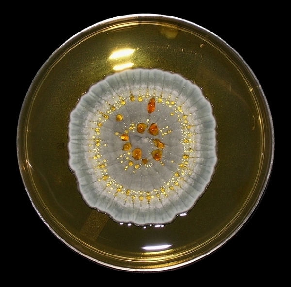 hongo de la penicilina
