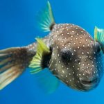 Animales acuaticos conceptoabc